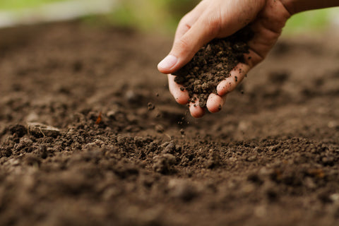 Hand holding soil over a field of dirt