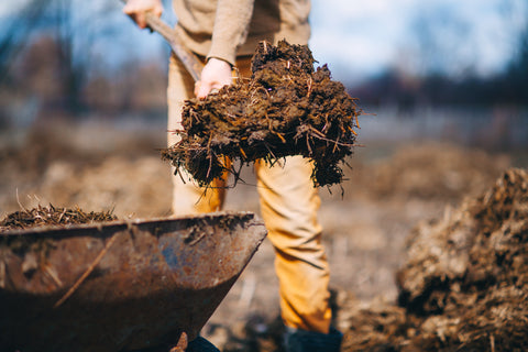 Person holding a bundle of manure over a wheelbarrow.